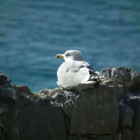 Brezza Marina Διαμέρισμα *