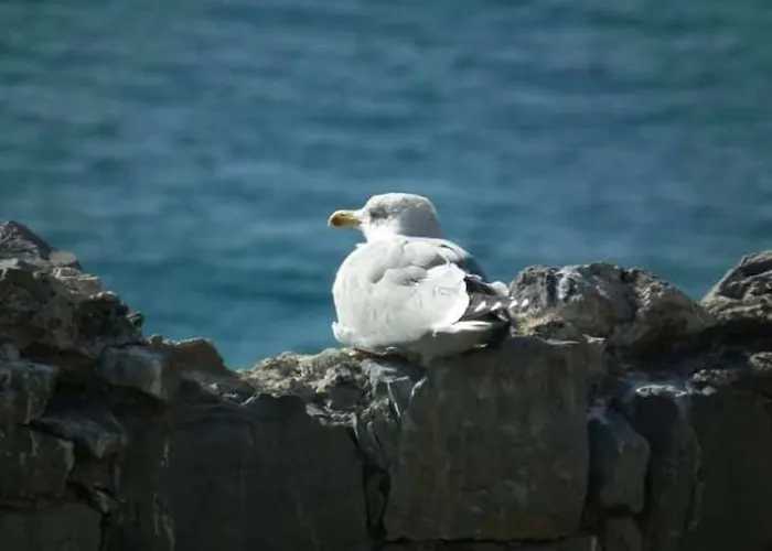 Brezza Marina Apartment *